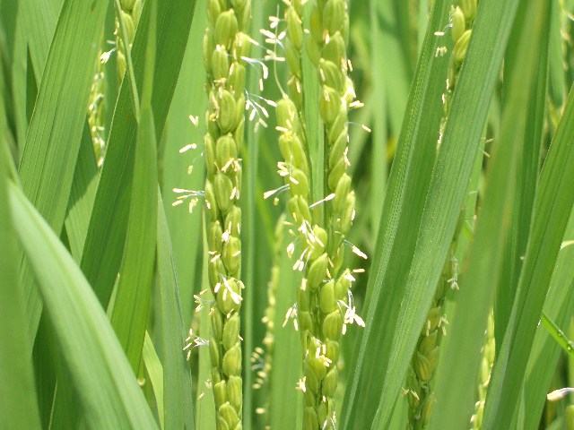 稲の花。